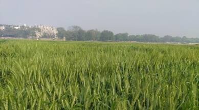 ICAR develops wheat that can beat the heat